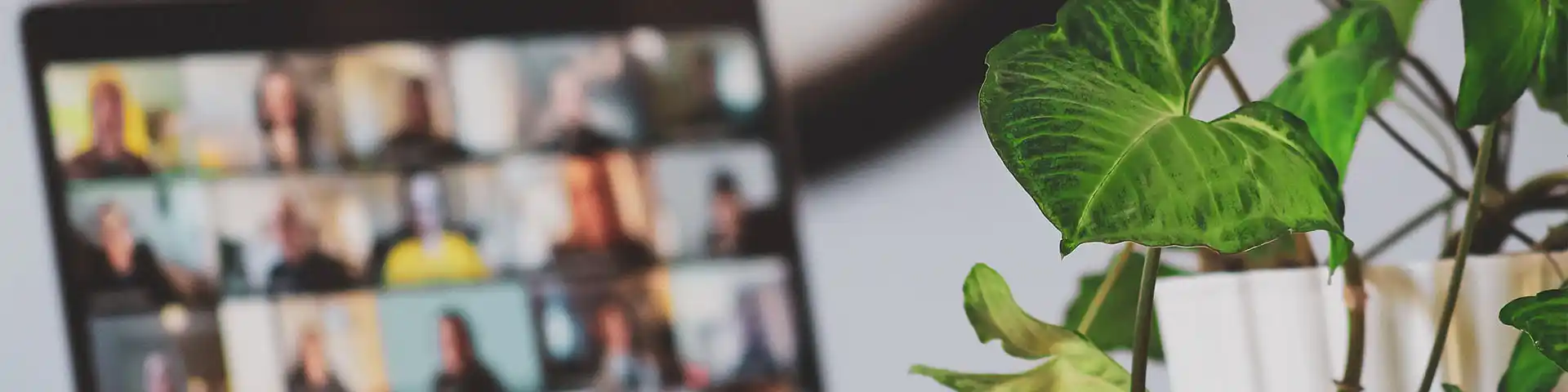 foreground camera shot of a teams meeting happening in the background behind a home plant