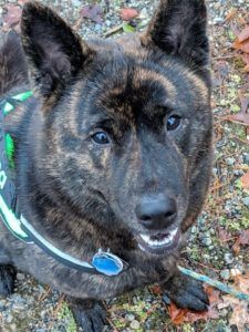 Akuma the dog